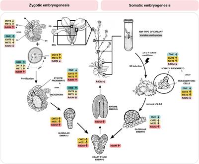 Taking the Wheel – de novo DNA Methylation as a Driving Force of Plant Embryonic Development